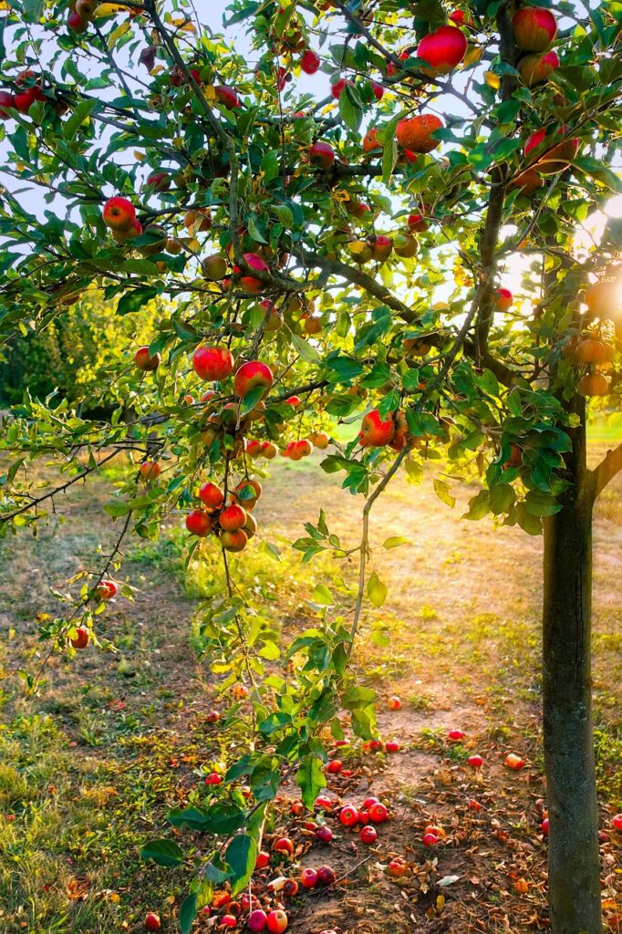 apple tree, apples, light-4208594.jpg