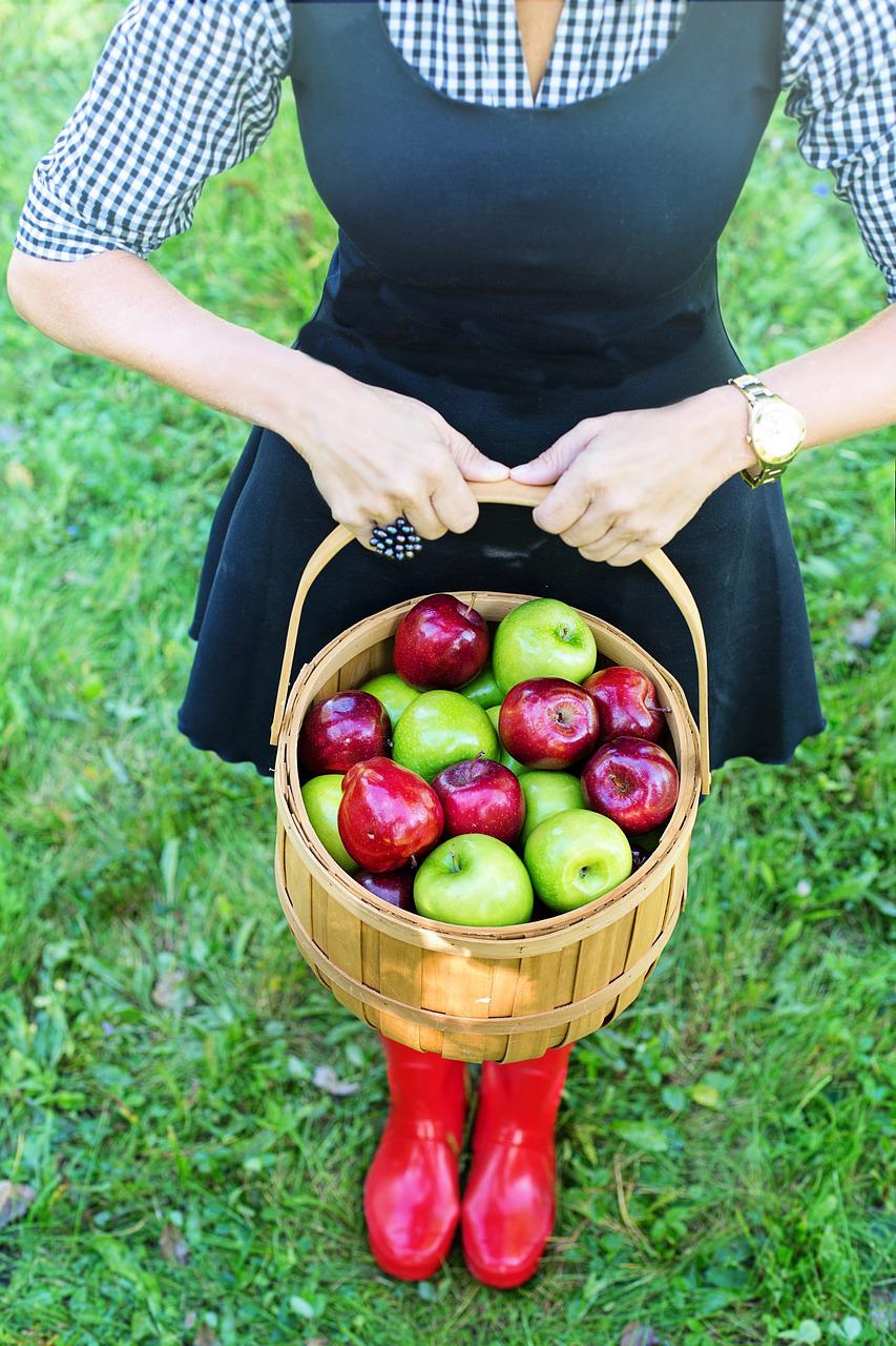 basket of apples, apple picking, woman-3661797.jpg