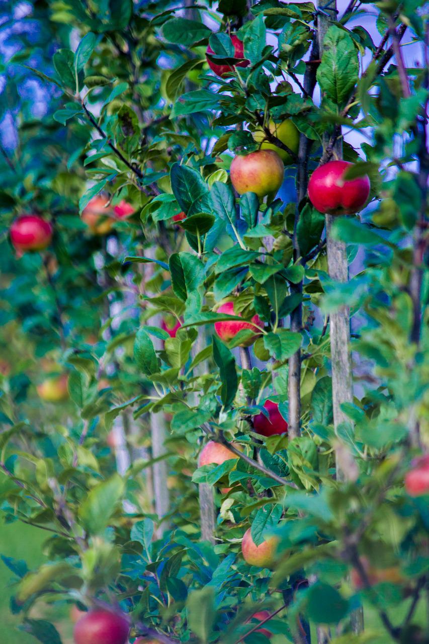 fall, apple, fruit-903215.jpg