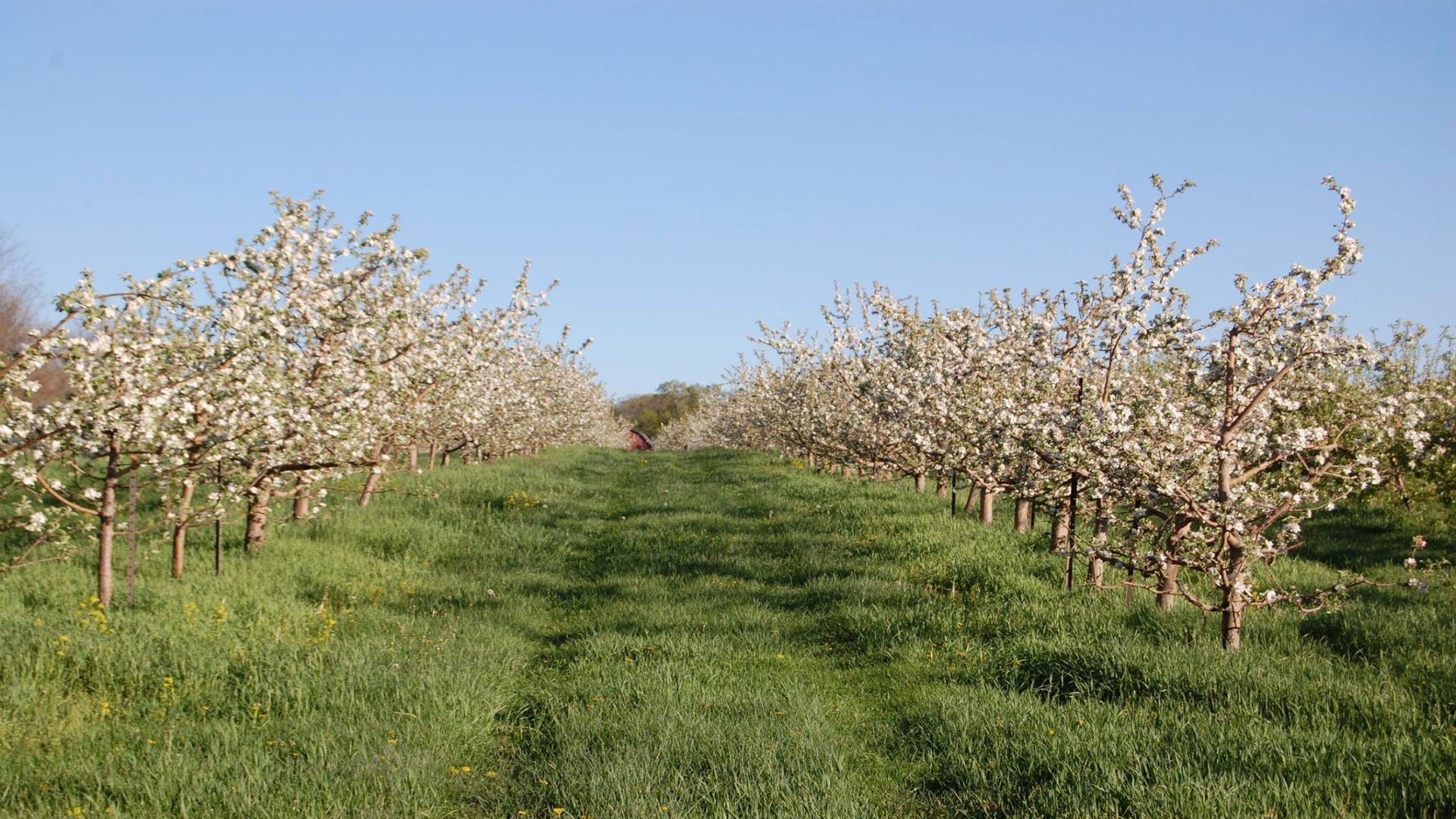 Rows of blossoming apple trees at Blue Jay Orchards