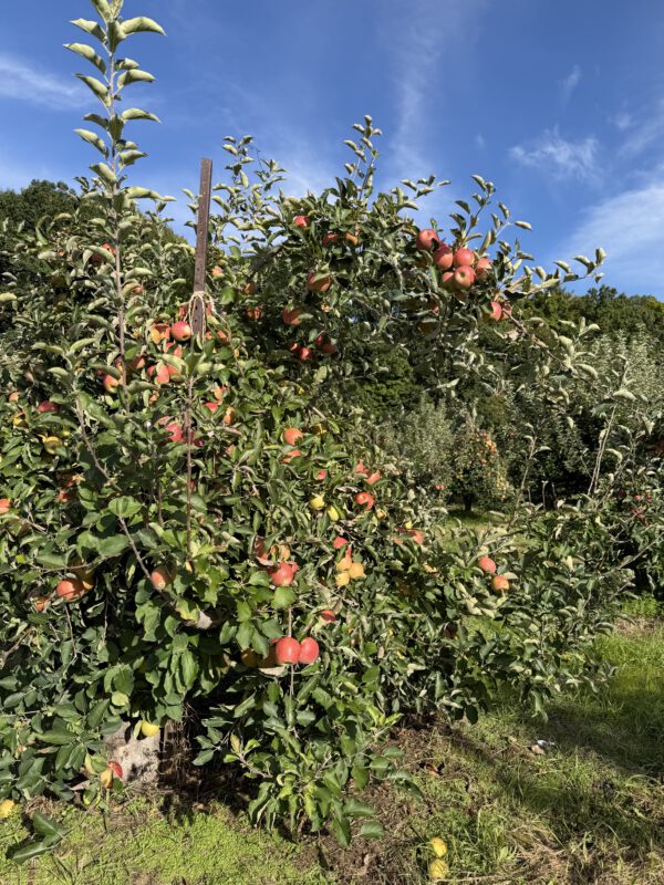 Rows of apple trees at Blue Jay Orchards