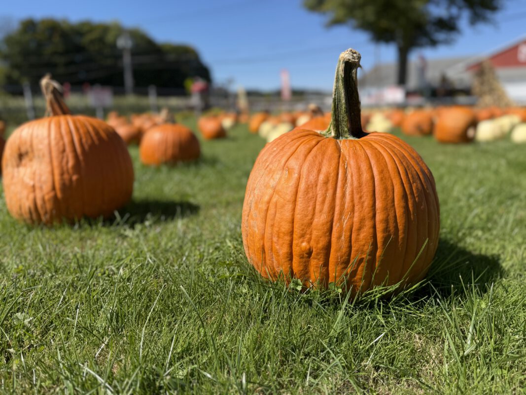 Pumpkin patch closeup at Blue Jay Orchards farm